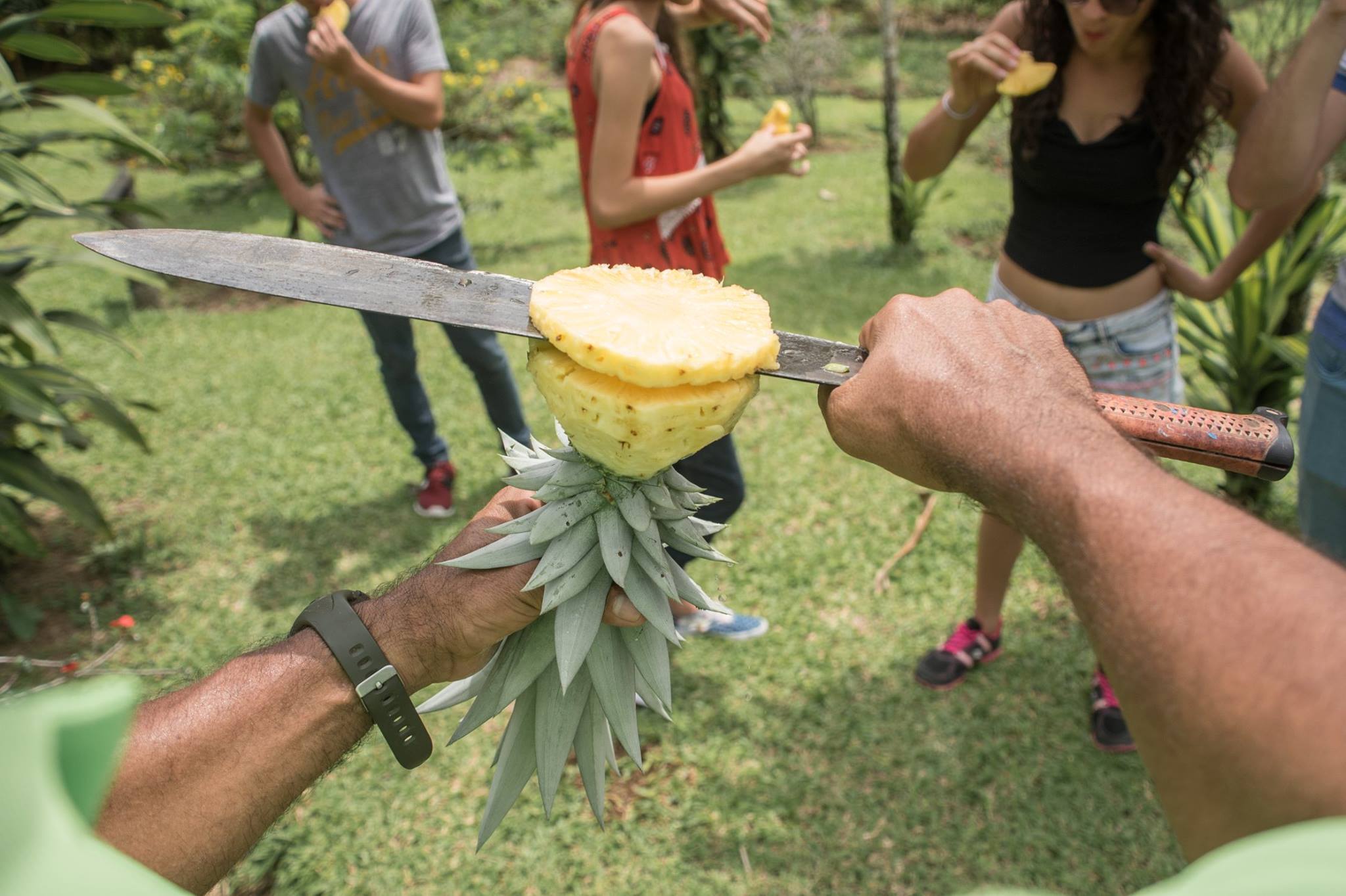 Agricultor cortando piña para un grupo de turistas como parte de una experiencia de turismo rural diseñada con ayuda de consultoría turística en Costa Rica